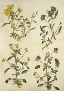 Viola cornuta (hoornviool); Viola tricolor (driekleurig viooltje) door Hans Simon Holtzbecker