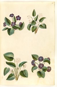 Viola odorata (maartse viooltje)