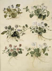 Viola odorata (maarts viooltje) door Hans Simon Holtzbecker