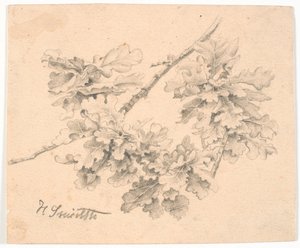 Studie van eikentakken