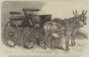 Paar Ezel in Harnas tentoongesteld door Miss Burdett Coutts op de Muilezel- en Ezelshow in de Agricultural Hall, Islington