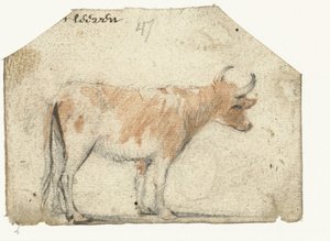 Koe, van opzij