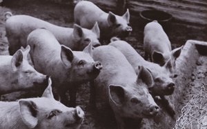 Varkens