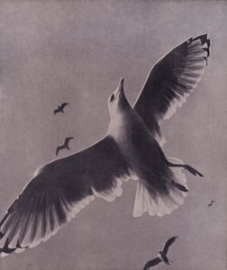 Snel en hoogvliegend, Meredith