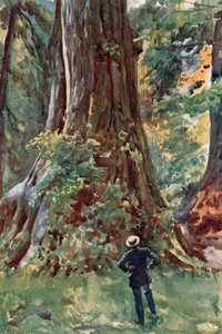 De grote boom, Stanley Park, Vancouver door Harold Copping