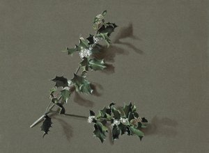 Ilex aquifolium L. Gewone Hulst, ca. 1870-1920