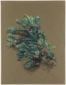 Taxus baccata L. Venijnboom, ca. 1903-1915 door Harold Drinkwater