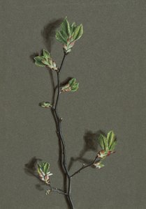 Wych Elm, c1870-1920 door Harold Drinkwater