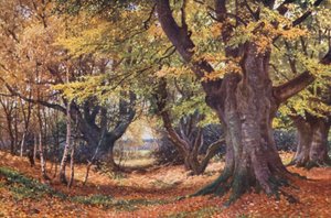 Beuken in de Herfst, nabij Godalming