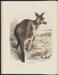 Zoogdieren van Australië (Krefft) Nla.obj-33627803-11 De kangoeroe door Harriet Morgan