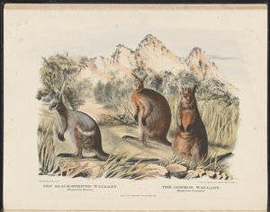 Zoogdieren van Australië (Krefft) Nla.obj-33627803-13 De zwartgestreepte wallaby en de gewone wallaby door Harriet Morgan