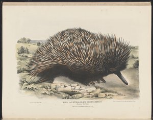 Zoogdieren van Australië (Krefft) Nla.obj-33627803-15 De Australische egel