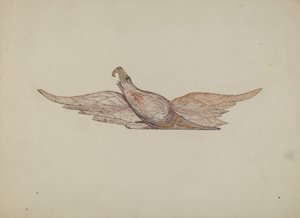 Kleine Gesneden Bellamy Adelaar