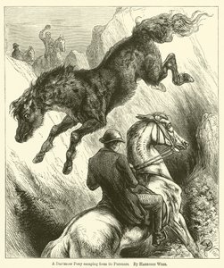 Een Dartmoor pony ontsnapt aan zijn achtervolgers