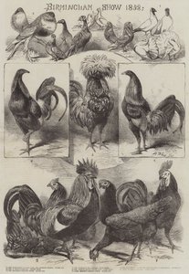 Birmingham Show 1858 door Harrison William Weir
