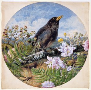 Merel, 1864