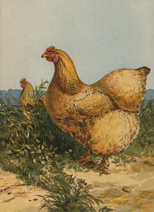 Buff Cochin Hen door Harrison William Weir