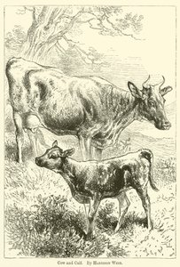 Koe en kalf