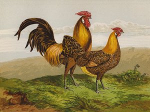 Goudgestreepte Hamburgers door Harrison William Weir