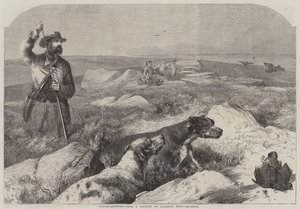 Patrijzenjacht