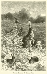 Hazen en jonge hazen door Harrison William Weir