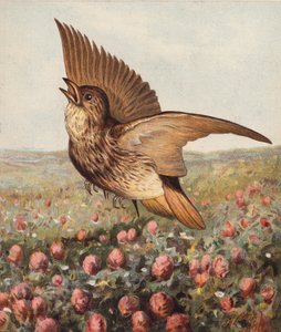 In de klaver door Harrison William Weir