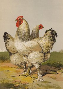 Lichte Brahma