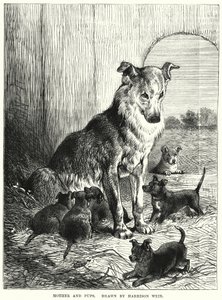 Moeder en pups door Harrison William Weir
