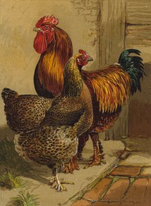 Patrijs Cochins door Harrison William Weir