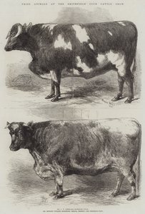 Prijsdieren op de Smithfield Club Cattle Show door Harrison William Weir