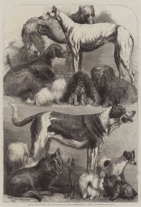 Prijswinnaars van de tentoonstelling in de Agricultural Hall, Islington door Harrison William Weir