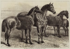 Prijs Paarden op de Paardenshow in de Agricultural Hall, Islington door Harrison William Weir