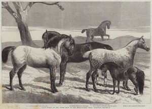 Prijswinnaars op de paardenbeurs in de Agricultural Hall, Islington door Harrison William Weir