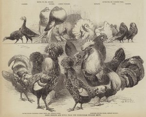 Prijsduiven en hoenders van de Birmingham Poultry Show door Harrison William Weir