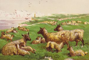 Schapen aan de zee