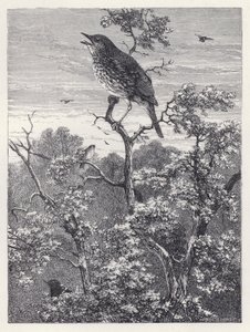 Het concert van vogels
