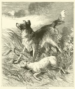 De criminele hond