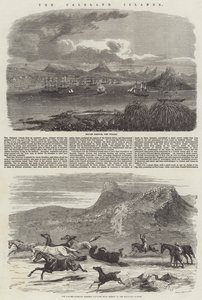 De Falklandeilanden door Harrison William Weir