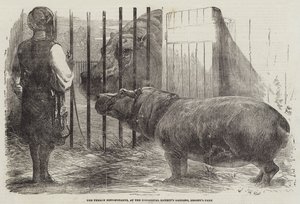 Het Vrouwtjesnijlpaard, in de Tuin van de Zoological Society, Regent