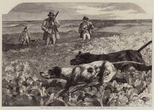 De Eerste van September, Patrijzenjacht door Harrison William Weir
