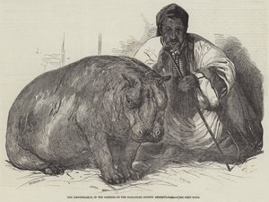 Het nijlpaard, in de tuinen van de Zoological Society, Regent
