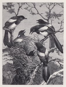 De eksters en hun nest (gravure) door Harrison William Weir