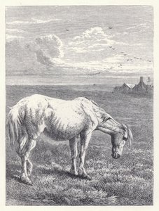 Het oude paard