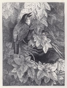 Het nest van de roodborstjes (gravure)
