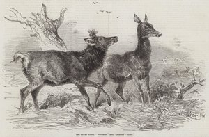 De Koninklijke Herten, Boswachter en Boerenroem