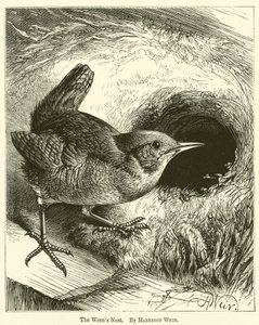 Het Wrens Nest door Harrison William Weir