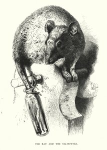 De Rat en de Olie-fles (gravure) door Harrison William Weir
