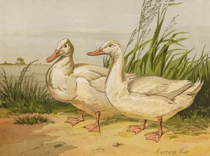 Witte Aylesbury-eenden door Harrison William Weir