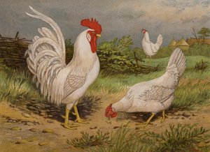 Witte Leghorns door Harrison William Weir