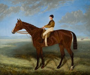 Salpinctes-een renpaard, ca. 1814-82 door Harry (after) Hall